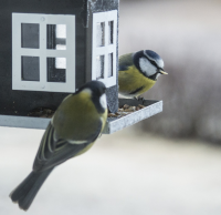 Vogels tellen!