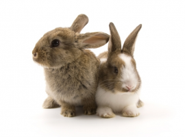 Dieren