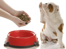 Dieren