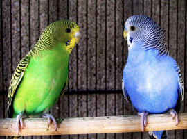 Dieren